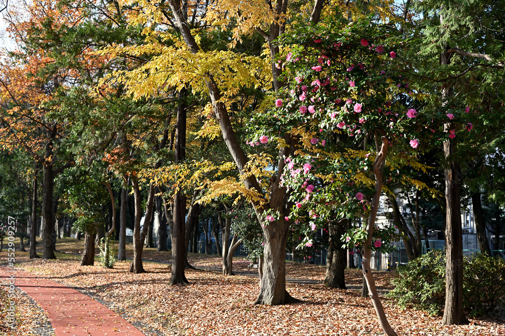 Naklejka premium 公園の紅葉