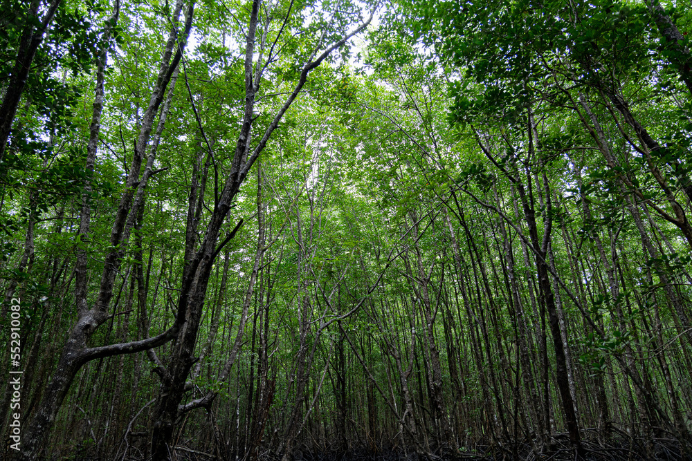 Naklejka premium unseen khao jom pha ,kantang, trang ,thailand