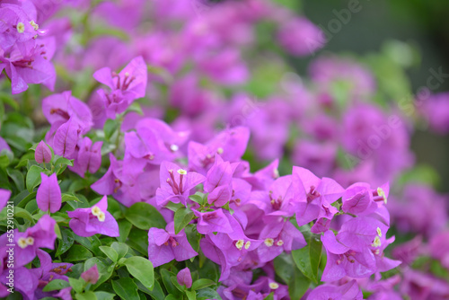 beautiful flowers in nature, in the morning.