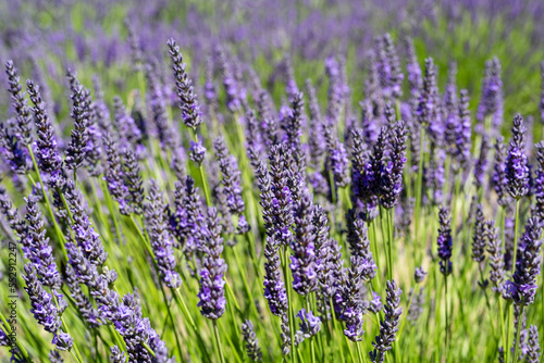 Beautiful lavender flower closeup flower