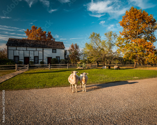 Goats in front of cottages in the Fall in Fredricksberg Texas Hill Country