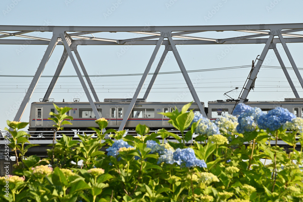 京成電鉄の鉄橋と電車と紫陽花