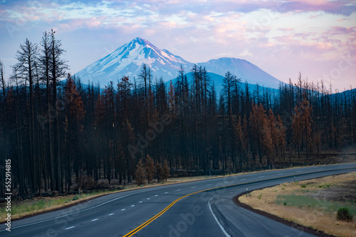 Mt. Shasta behind a burnt forest 
