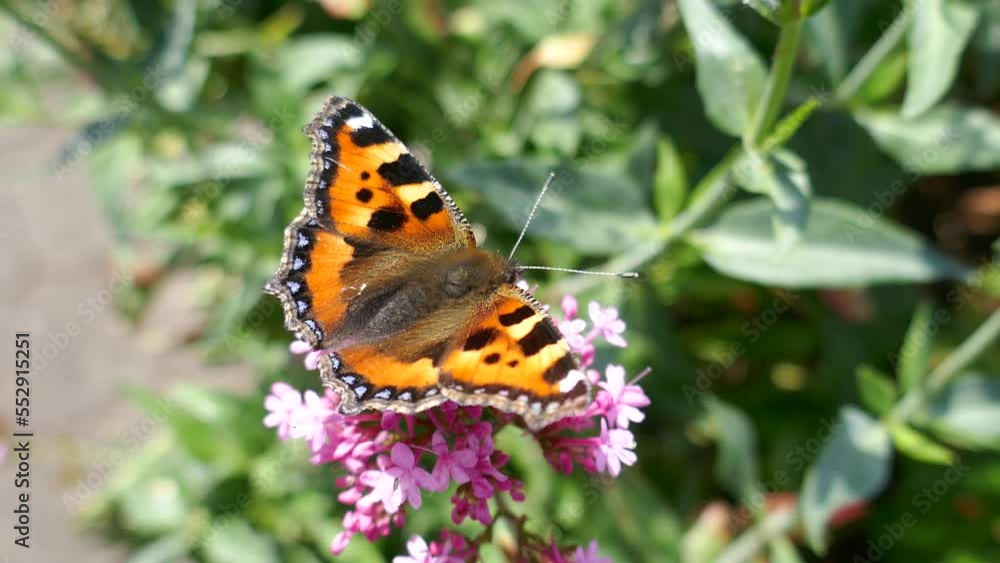 Beautiful fuzzy orange butterfly turning around while pollinating pink flower Beautiful fuzzy orange butterfly turning around while pollinating pink flower