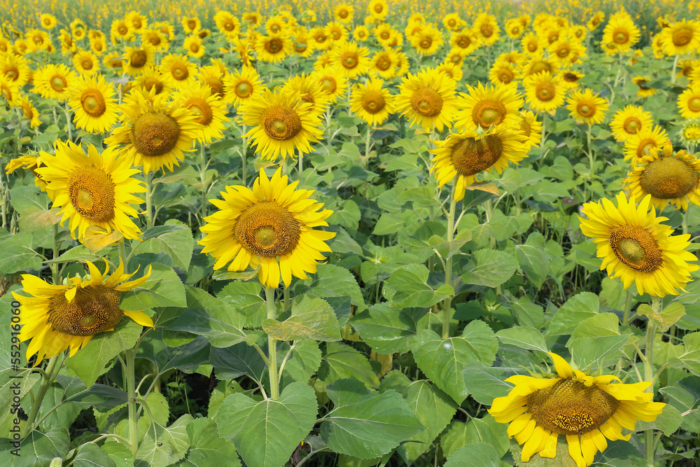 the beautiful yellow sunflowers field close up in the sunshine