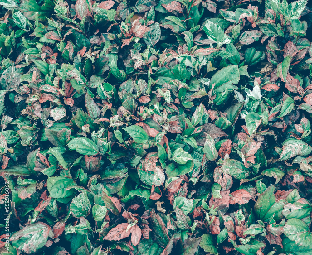 tropical rainforest leaves tropical plants In a tropical garden on a black background, variegated green leaves form a nature