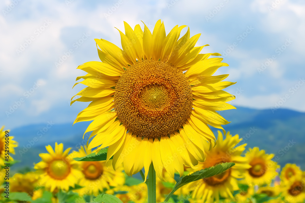agriculture field of sunflowers, close-up view, daylight agriculture field of sunflowers, close-up view, daylight