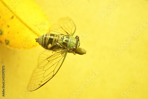 Magicicada on yellow leaf background start to fly