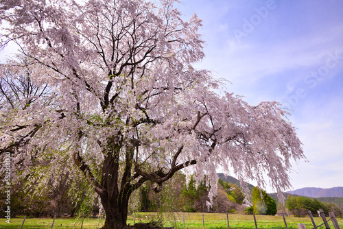 高原の桜