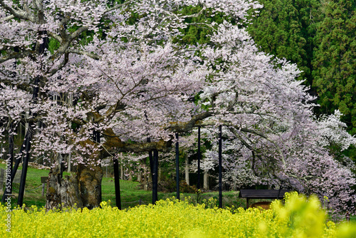 サクラと菜の花