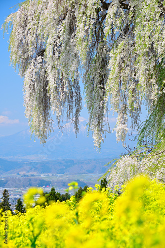 春の風景　しだれ桜と菜の花