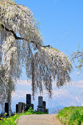 墓守りのしだれ桜
