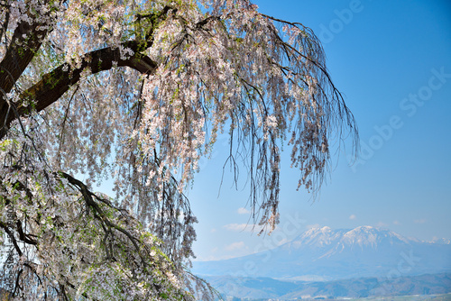 春の里山　しだれ桜