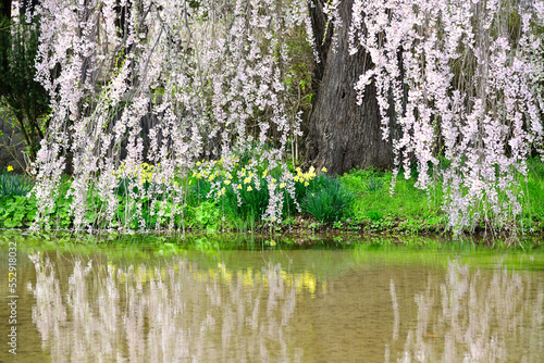 しだれ桜　水鏡