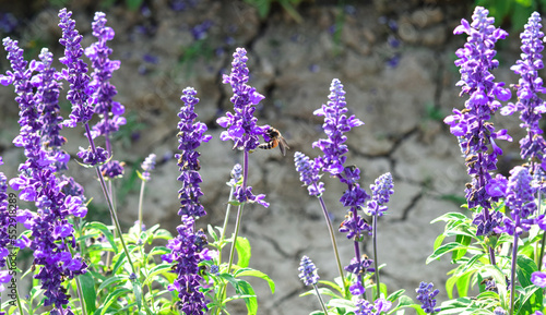 Bee on the purple flowers