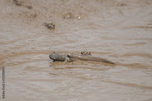 干潟で休むムツゴロウとヤマトオサガニ © Kinapi