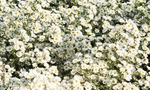 White flowers bush in the garden.