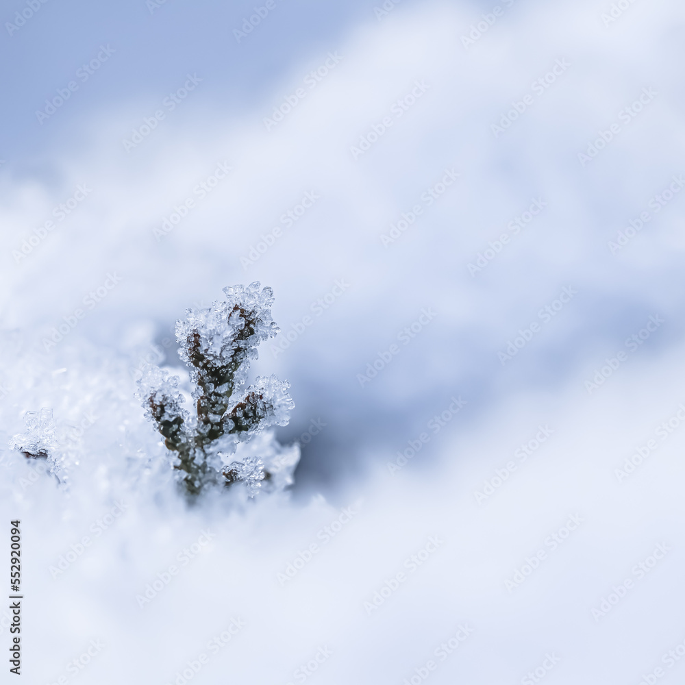 A small frozen thuja branch in the snow. Natural winter and Christmas background