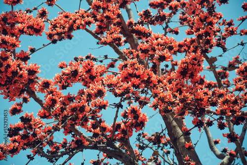 Vibrant red flowers of Butea monosperma (popularly known as 'palash'), a deciduous tree native to Indian subcontinent. Shot at Purulia district in West Bengal during advent of spring season. photo