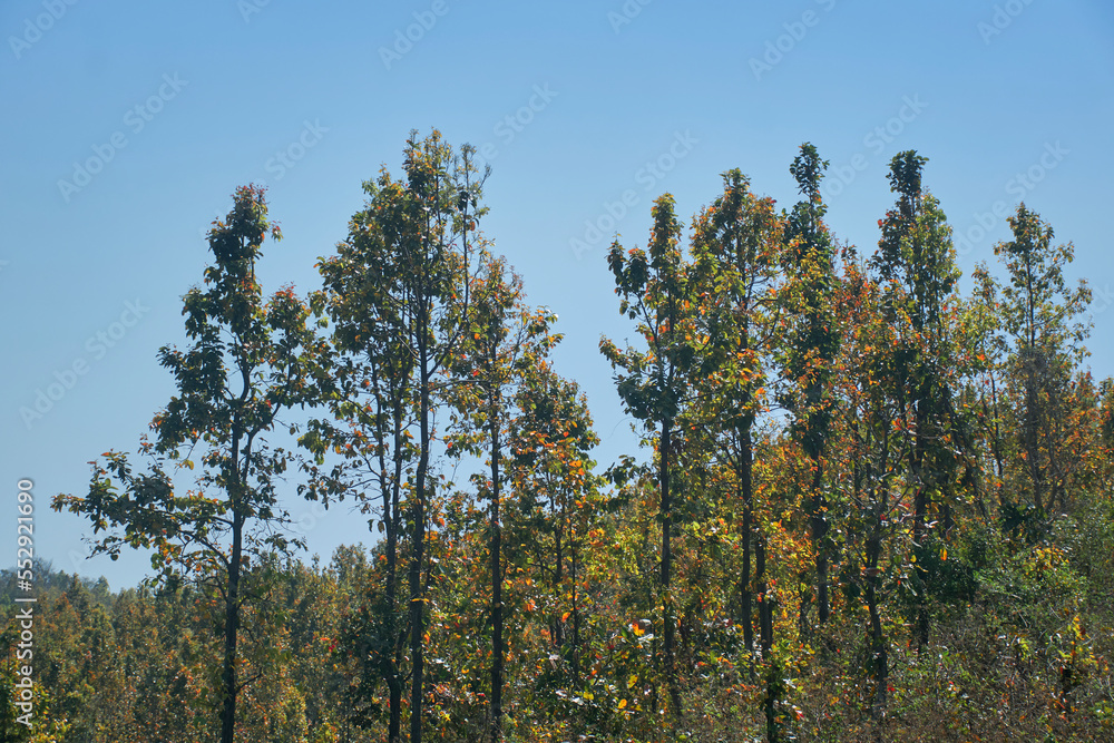 Shorea robusta, the sal/shaal tree forest in Purulia, West Bengal. Sal