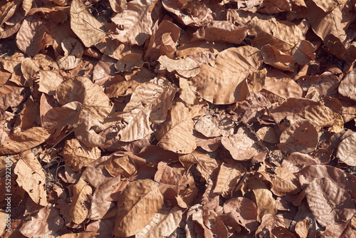 Dry tree leaves of Shorea robusta, (the sal or shaal tree) covering forest ground with thick layers. It is the dominant tree in deciduous forests of Purulia (Jungle Mahals) district, West Bengal.