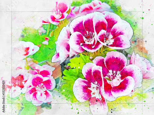 Blooming geranium flower va...