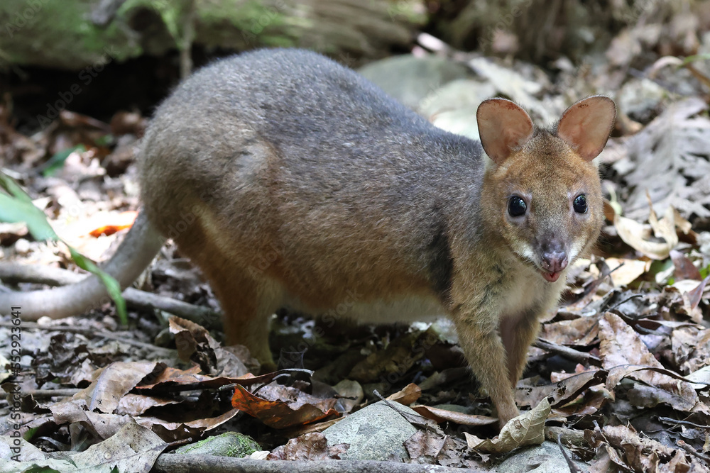 Australian Red-legged Pademelon in rainforest Australian Red-legged Pademelon in rainforest