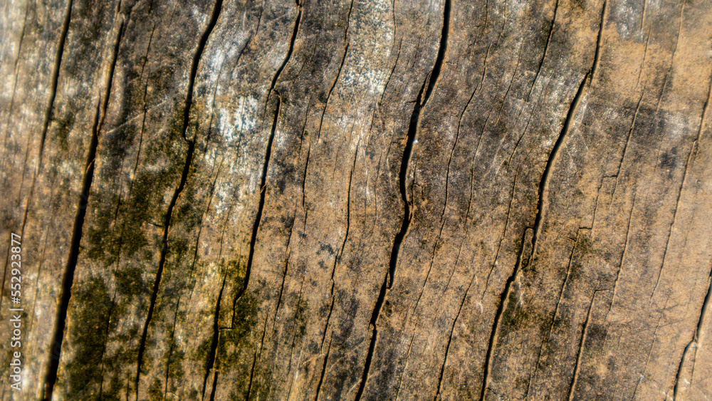 old wood texture as a background old wood texture as a background