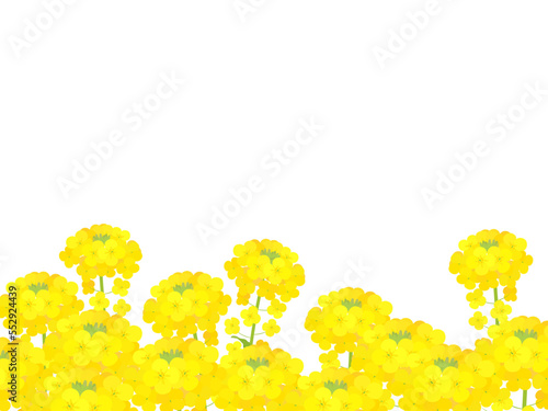 菜の花畑_挿絵_フレーム_ベクターイラスト