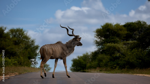 a big kudu bull crossing the road