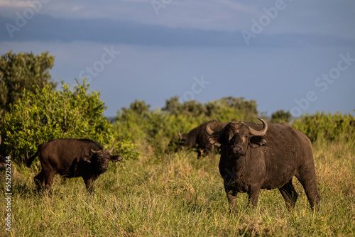 African buffalo in the wild