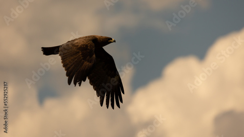 a steppe eagle taking to the air