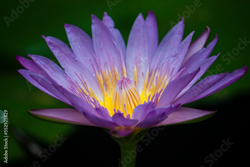 Close-up shot of the purple blooming fresh of Nymphaea caerulea lotus in the pond. 