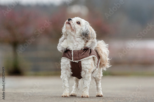 Portrait of an adorable white havanese dog wearing a warm winter coat and looking upside ourdoors during a walkie