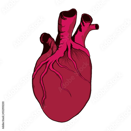 Human Heart Realistic Hand Drawn Illustration Vector