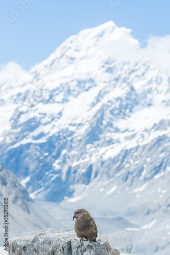 Portrait of Kea and Mount Cook in New Zealand