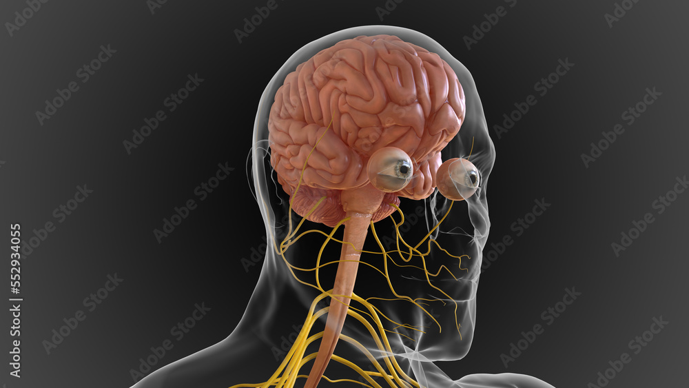 The central nervous system is made up of the brain and spinal cord 3D ...
