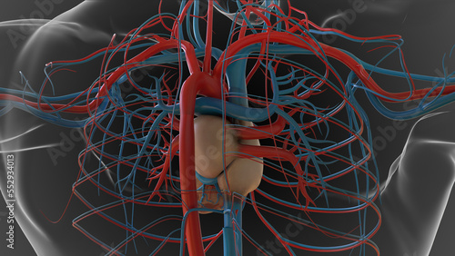 Human heart circulatory system anatomy for medical concept 3D photo