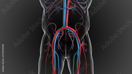 arteries carry oxygenated blood and veins carry deoxygenated blood 3D photo