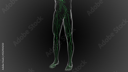 Lymphatic system is a network of delicate tubes throughout the body, It drains fluid 3D
