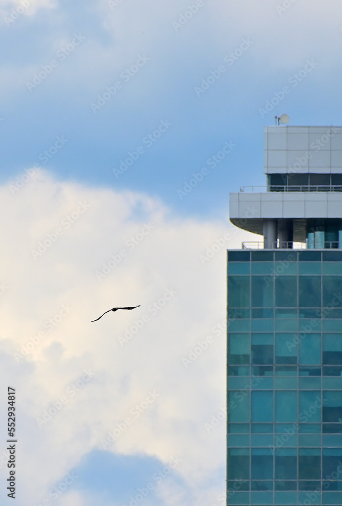 Obraz premium The silhouette of an eagle against the backdrop of an urban landscape on a cloudy day