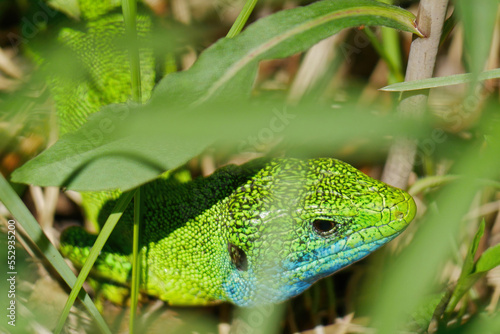 Close-up photo of a European green lizard (Lacerta viridis) in the grass near Mreznica River, Croatia photo