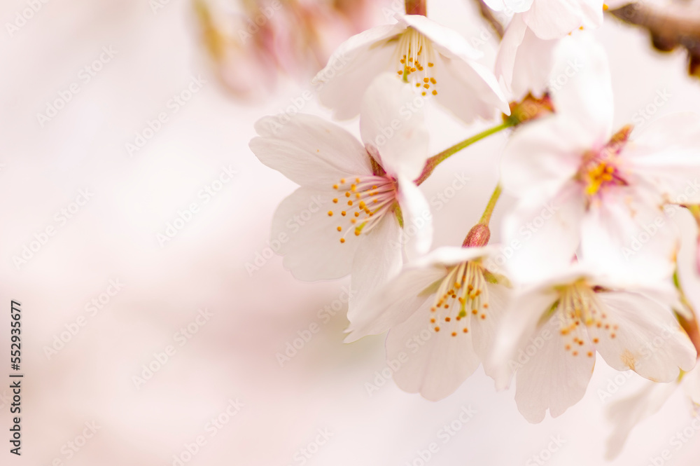 満開の桜 満開の桜