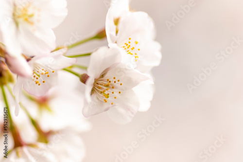 満開の桜