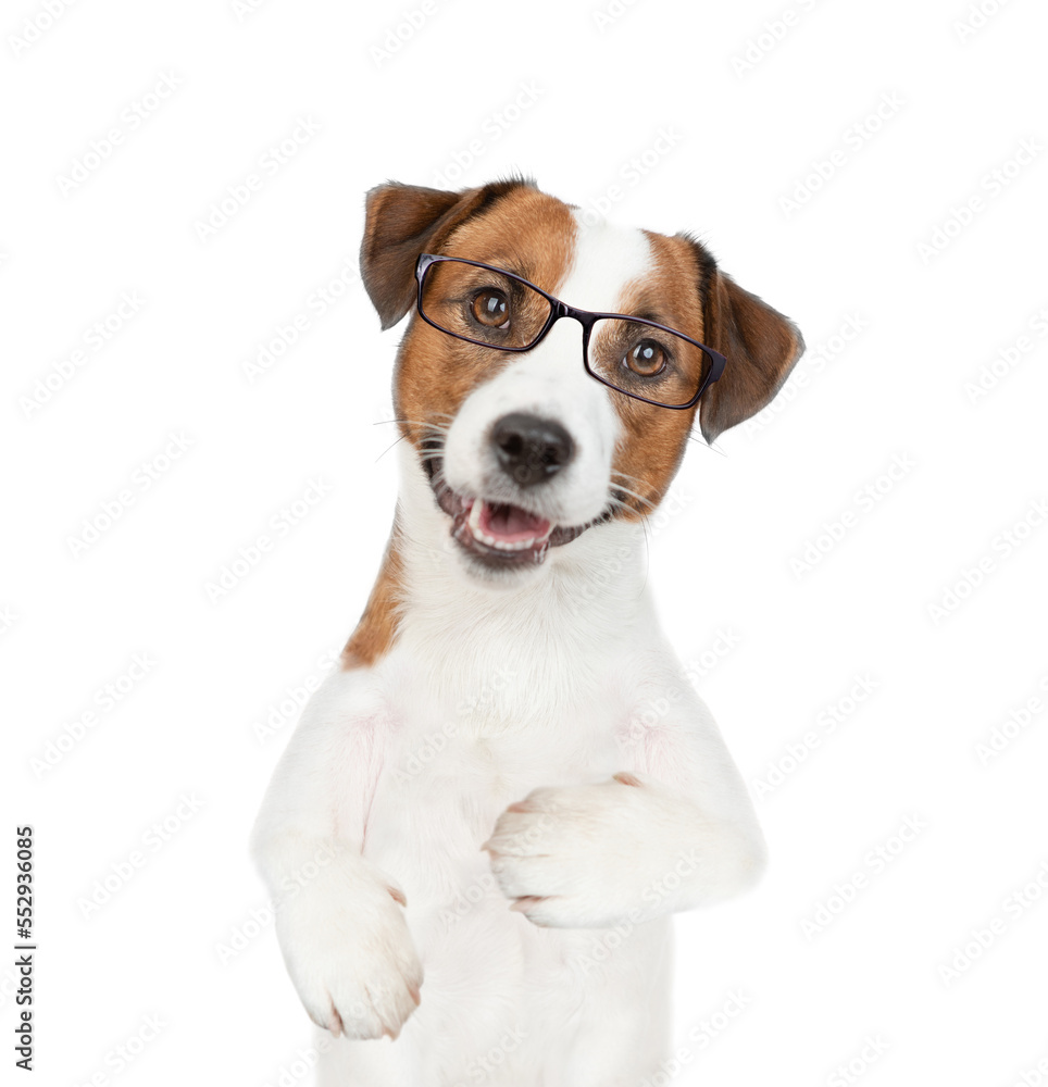 Smart Jack russell terrier puppy wearing eyeglasses looks at camera. isolated on white background