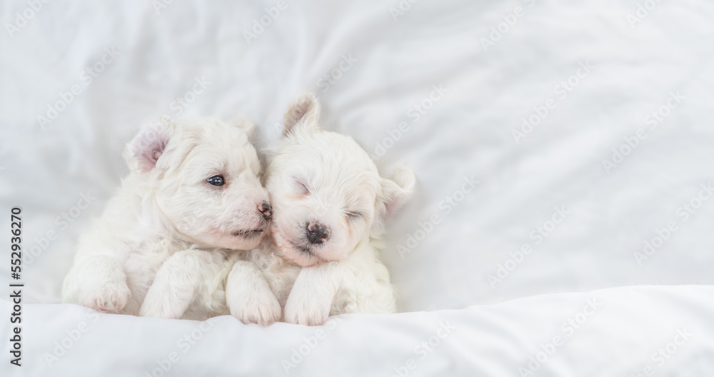 Two tiny Bichon Frise puppy lying under white blanket on a bed at home. Top down view Two tiny Bichon Frise puppy lying under white blanket on a bed at home. Top down view