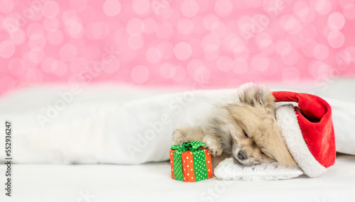 Cozy Spitz puppy wearing santa hat sleeps under white blanket on festive background with tiny gift box. Empty space for text. Shade trendy color of the year 2023 - Viva Magenta background © Ermolaev Alexandr