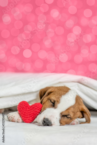 Jack russell terrier puppy sleeps on a bed at home with red heart on festive background. Valentines day concept. Empty space for text. Shade trendy color of the year 2023 - Viva Magenta background