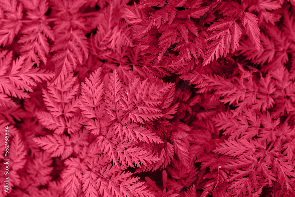 Viva Magenta trendy color 2023 leafy background. Beautiful natural leaves background. Viva Magenta trendy color 2023 leafy background. Beautiful natural leaves background.