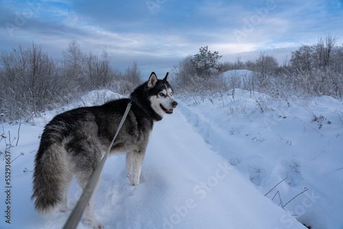Walking with a husky dog ​​on a leash in winter in nature.
